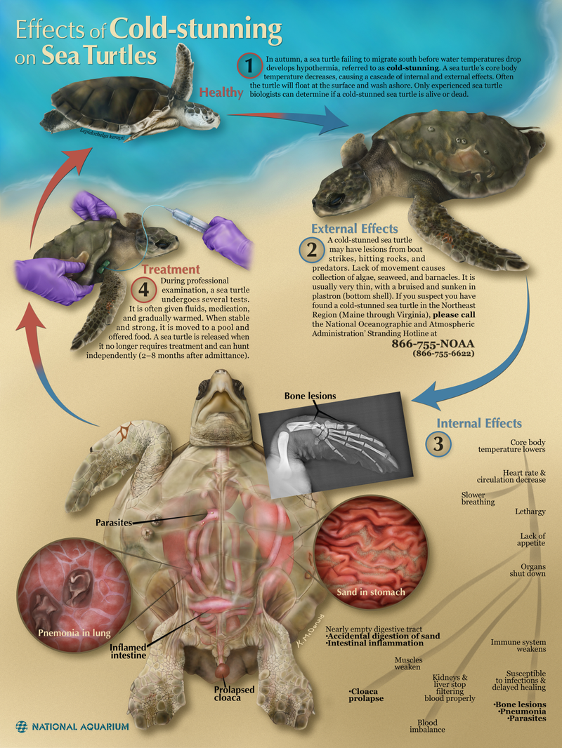Illustration for article titled A mind-blowing gallery of the best science visualizations from 2013